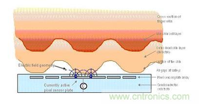 黑客竟能從手指照片復(fù)制指紋，指紋識別還安全嗎？