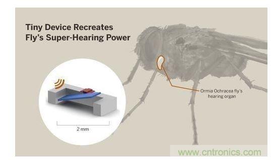 顯示研究人員們經(jīng)由這種寄生蠅的聲音處理機制啟發(fā)，開發(fā)出一款低功耗的麥克風組件。