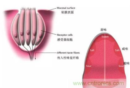 仿生傳感器的定義、原理、分類及應(yīng)用