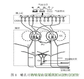 仿生傳感器的定義、原理、分類及應(yīng)用