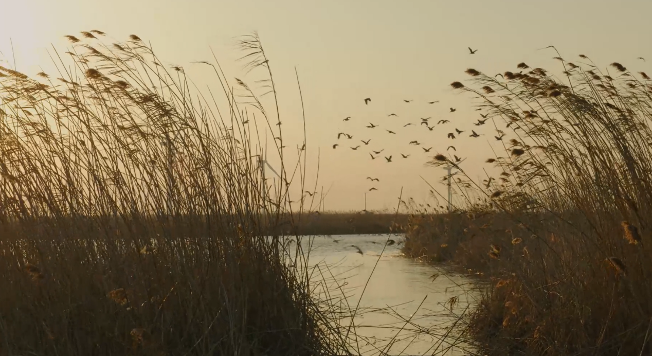 世界濕地日：海康威視攜手一個地球自然基金會，在上海守護這個重要“驛站”