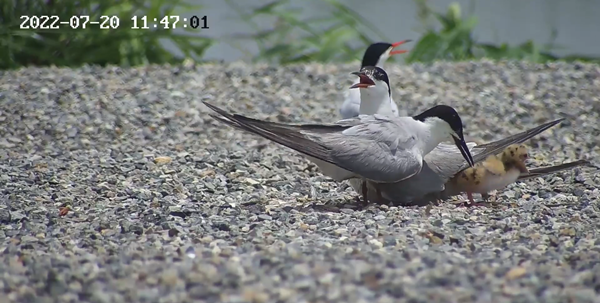 世界濕地日：?？低晹y手一個地球自然基金會，在上海守護這個重要“驛站”
