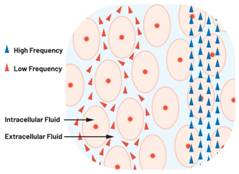  圖1.人體組織的電導(dǎo)率  因此，按照如上初步近似思路，模擬人體行為的電子電路可以建模如下：電阻Ri（細(xì)胞內(nèi)電阻）與電容（細(xì)胞膜電容）串聯(lián)，二者與另一個電阻Re（細(xì)胞外電阻）并聯(lián)，如圖2所示2。人體的阻抗范圍在1 kHz左右的低頻時為10 kΩ至1 MΩ，在1 MHz左右的高頻時為1 kΩ至100 Ω。