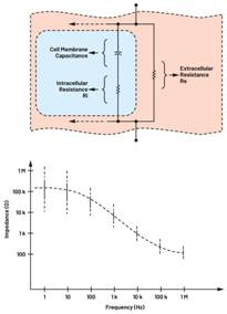  圖3.人體皮膚的三種主要RC分層模型：(a) Tregear、(b) Lykken、(c) Montague
